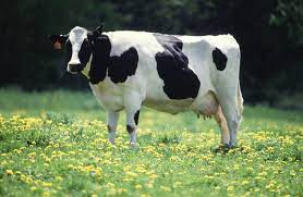 Meat For Distribution