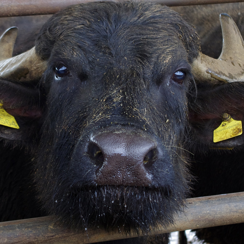 Meat For Distribution – Buffalos & Bees
